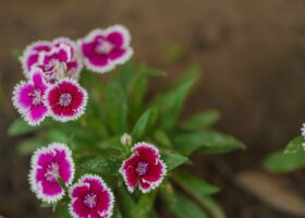 ਦੀਵਾਲੀ 2019-34