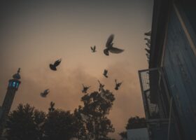 ਦੀਵਾਲੀ 2019-44